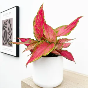 20 - 30cm Aglaonema Cherry Baby Chinese Evergreen 12cm Pot House Plant