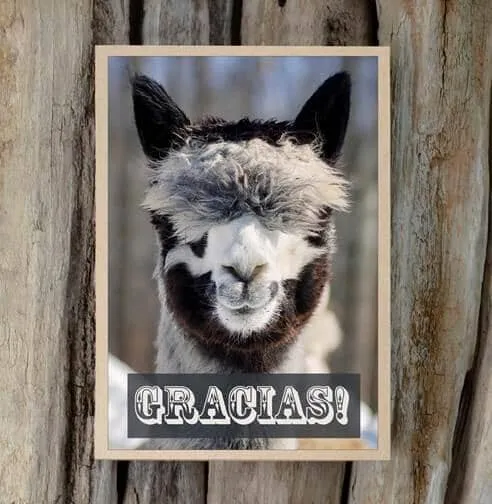 Alpaca Greeting Card - Gracias