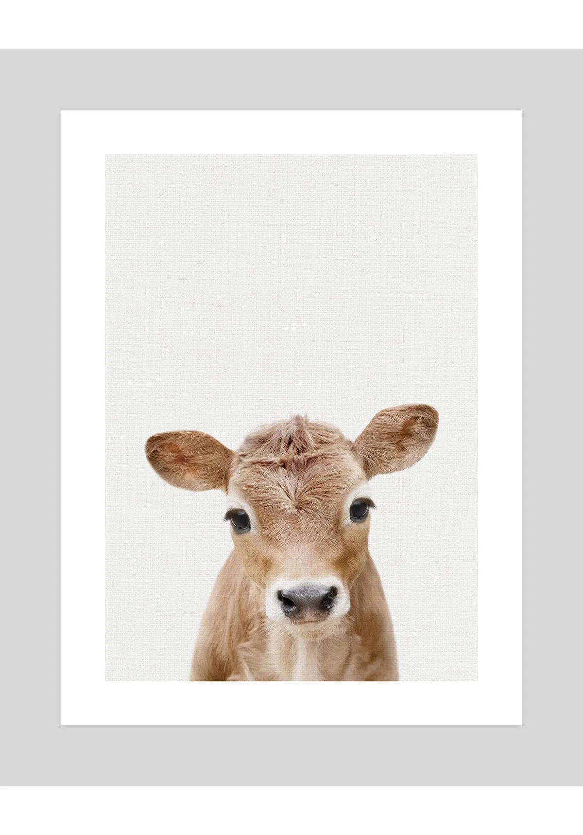 Baby Calf Peekaboo