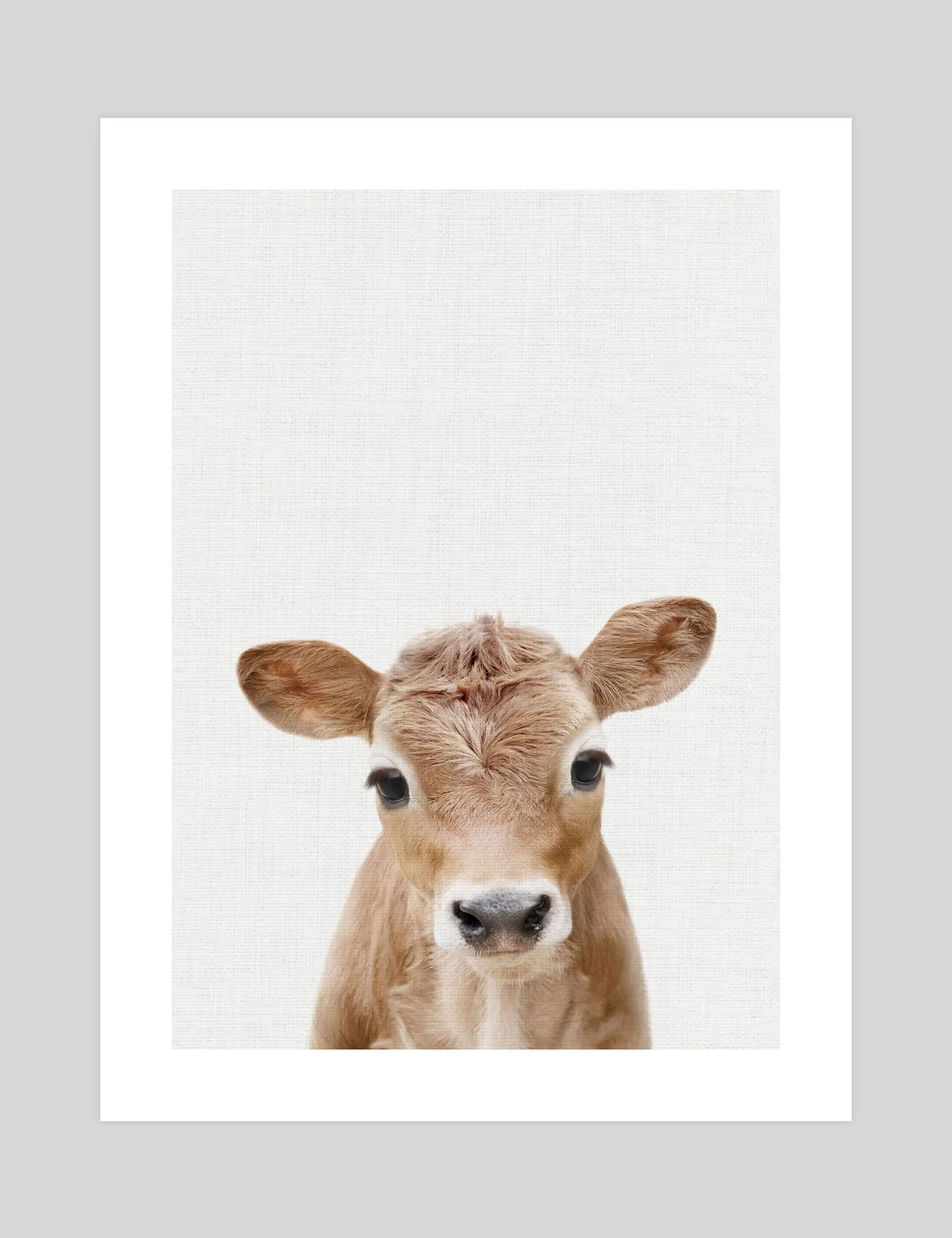 Baby Calf Peekaboo