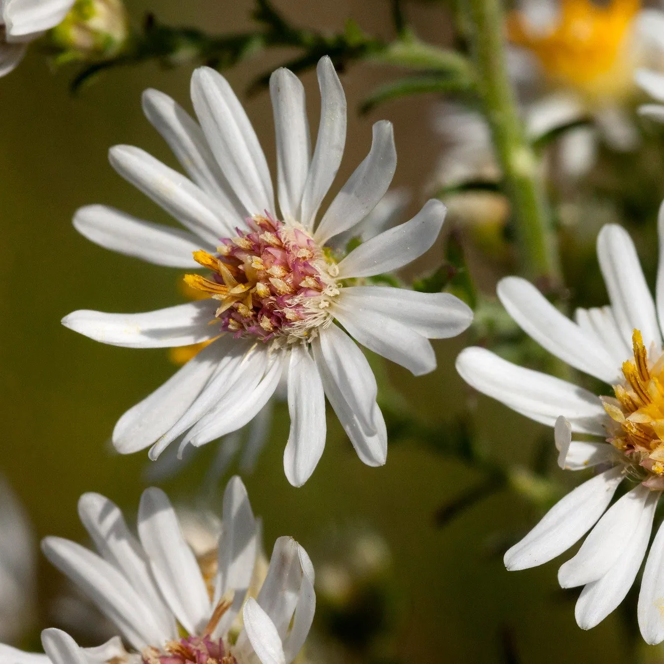 Heath Aster - Symphyotrichum ericoides 'Bridal Veil'